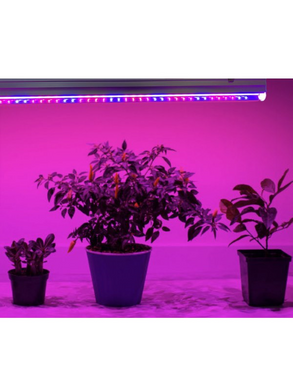 Фіто лампа для вирощування розсади 90см 13Вт Т8 72 D (червоно-синій-білий спектр)