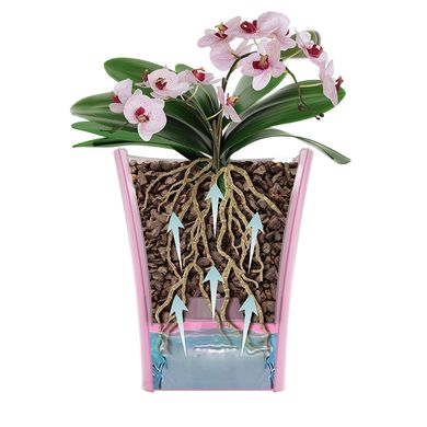 Горщик для орхідей Santino Arte 3,5 л