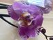 Орхидеи (Фаленопсис) ВО Кинг (Королевская) 1-1,2м Голландия