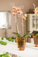 Тримач для орхідей 39 см FORM PLASTIK