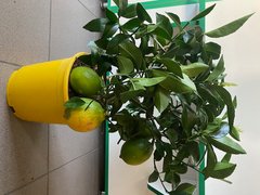 Цитрус Лимон Меера на штамбе (диаметр горшка 19см, h-50см) Голландия